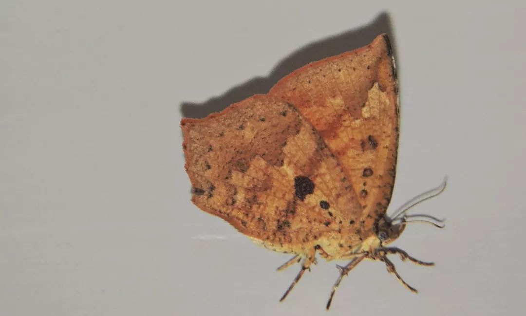 传说中的蛊虫真的有吗,传说中的扑棱蛾子