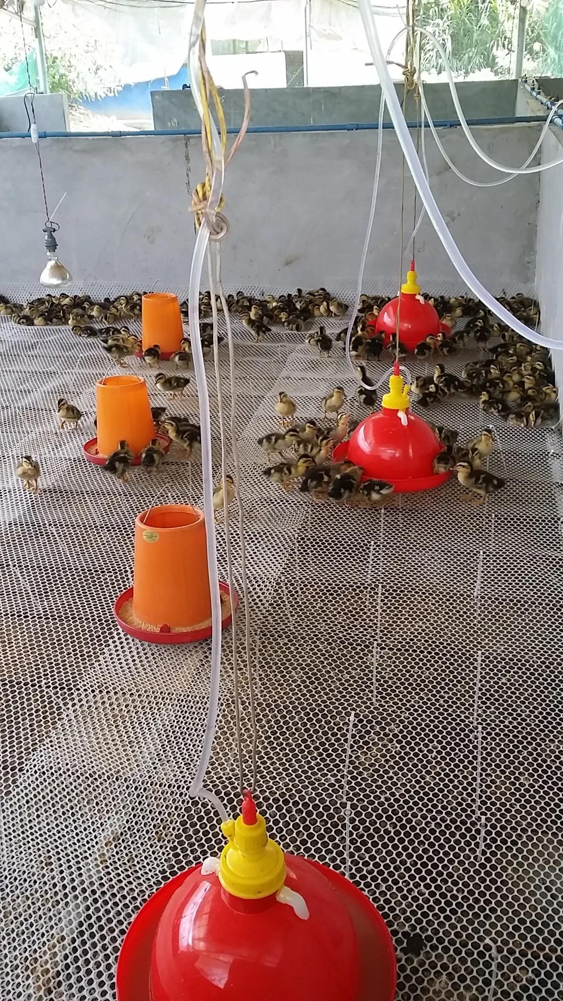 育雏垫网如何搭建,小鸡育雏笼垫网怎么铺