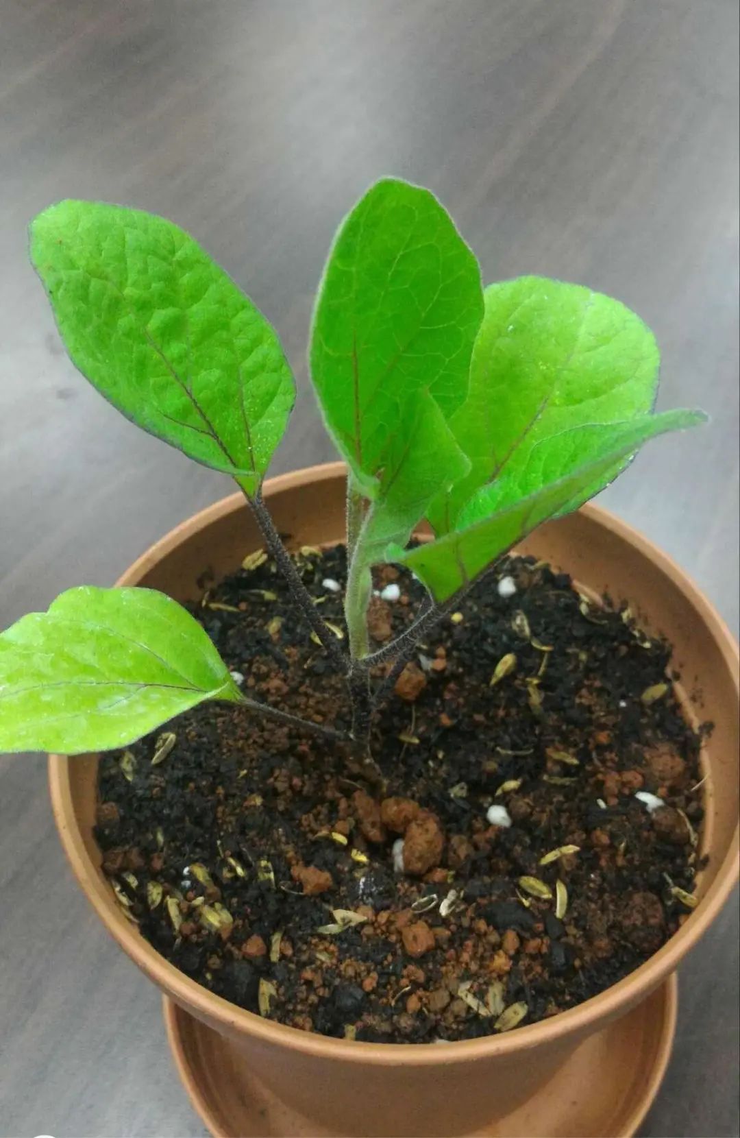 茄子虫害图片及症状,茄子虫害最佳治疗方法