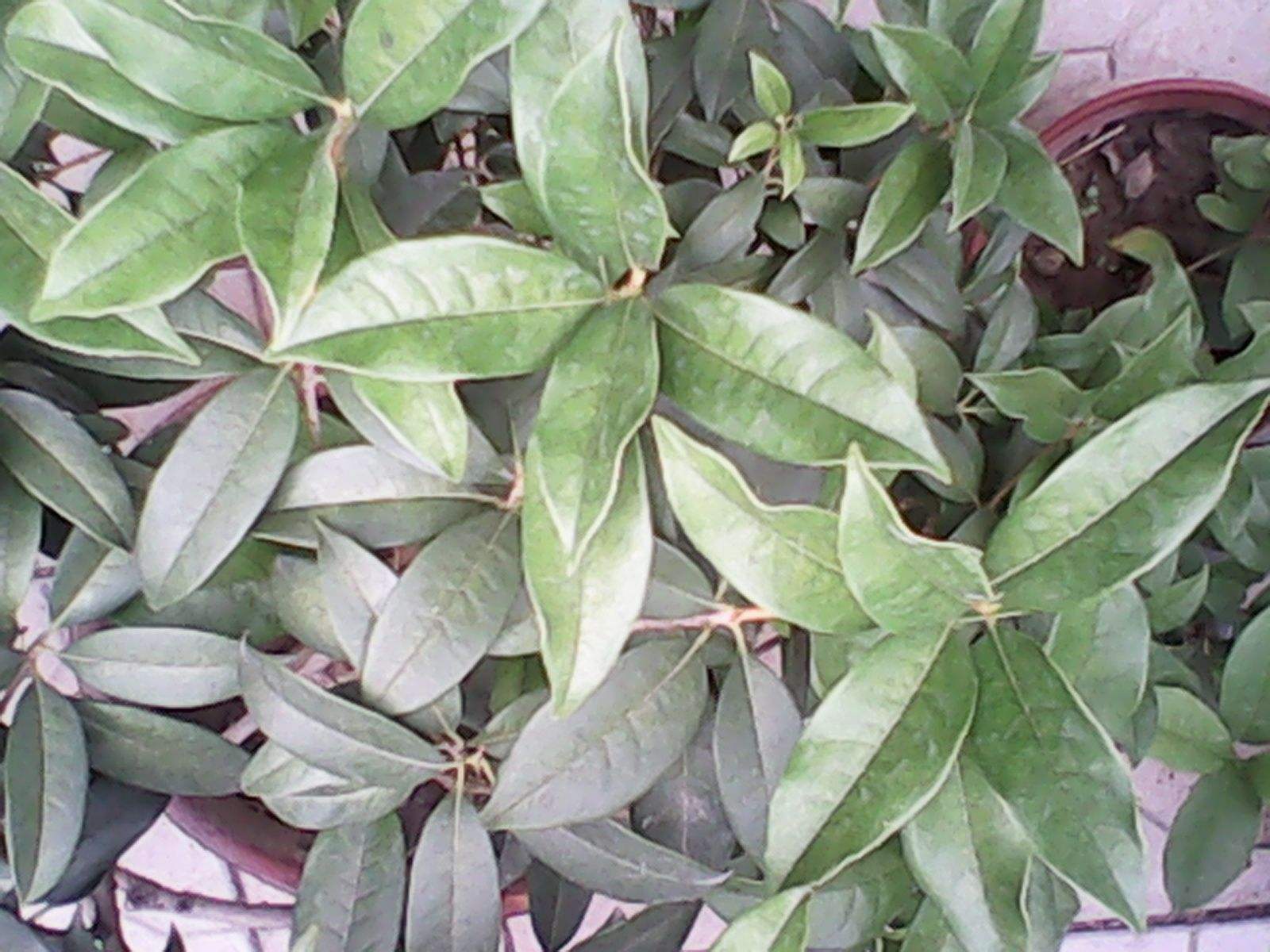 盆栽桂花花芽分化前别做这5件事，否则影响秋天开花