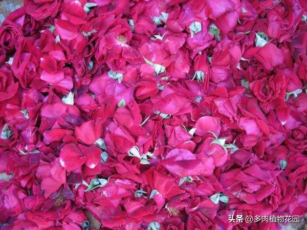 玫瑰要怎么养护才能开花,玫瑰怎么养护开花多