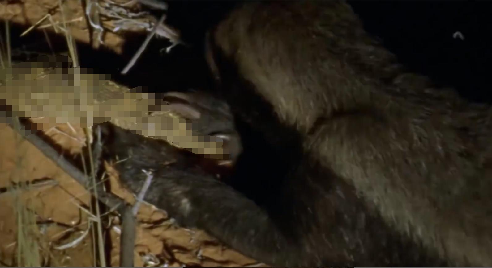 蜜獾两小时后继续享用毒蛇,蜜獾凶猛攻击人类