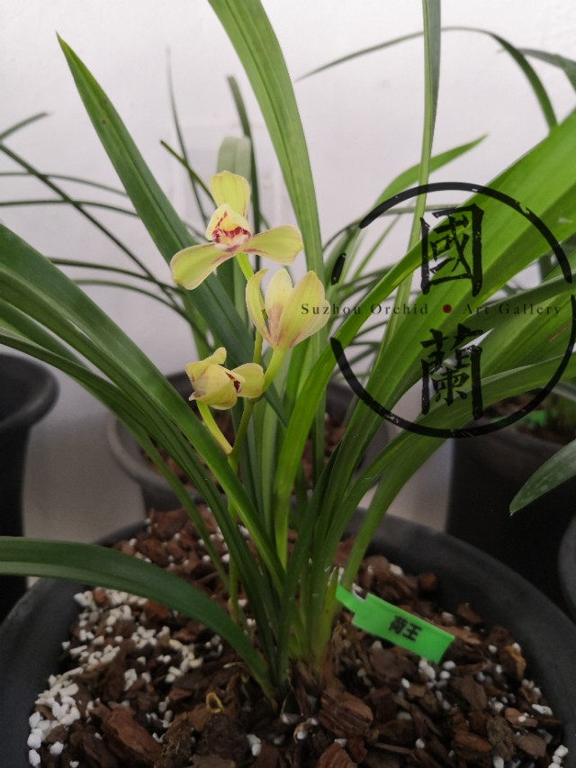 兰花的价格一般多少钱一盆,蝴蝶兰花的价格