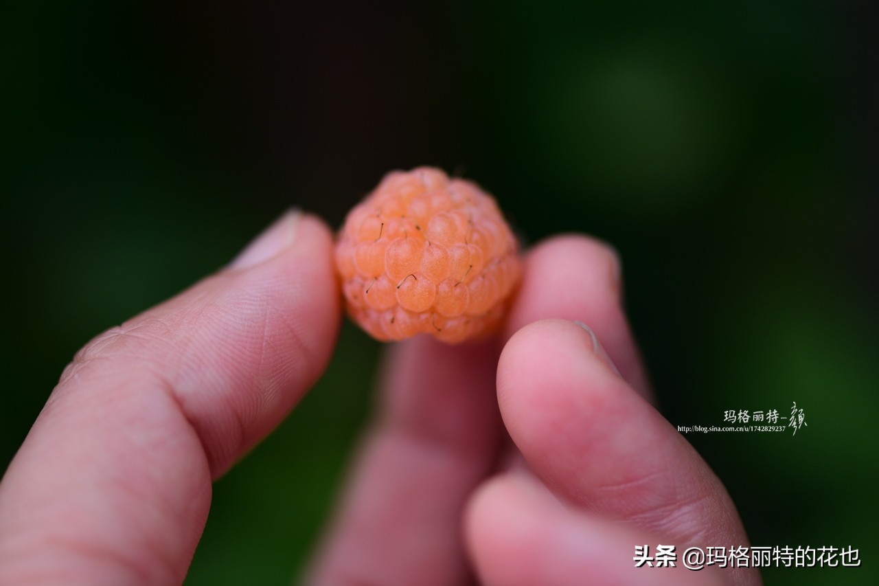 花园里种树莓吗,树莓在庭院里如何种植