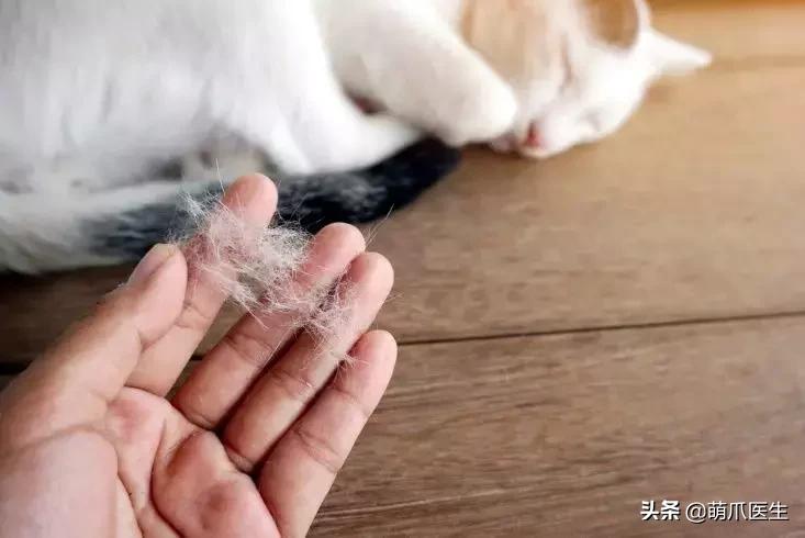 猫掉毛最好的解决办法,猫吃鱼油能改善掉毛吗