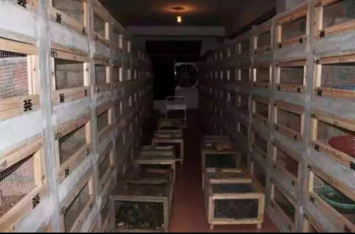 人工蛇类养殖技术视频教学,人工养殖蛇类可行性报告