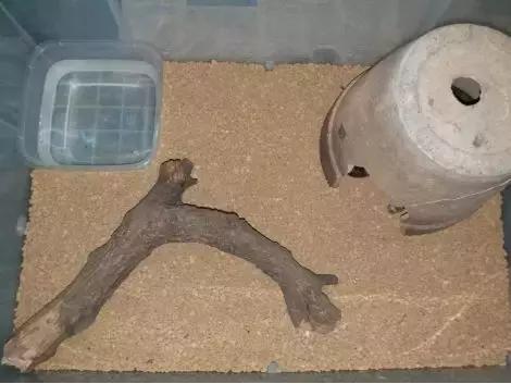 如何让观赏蛇类在人工环境下住得幸福