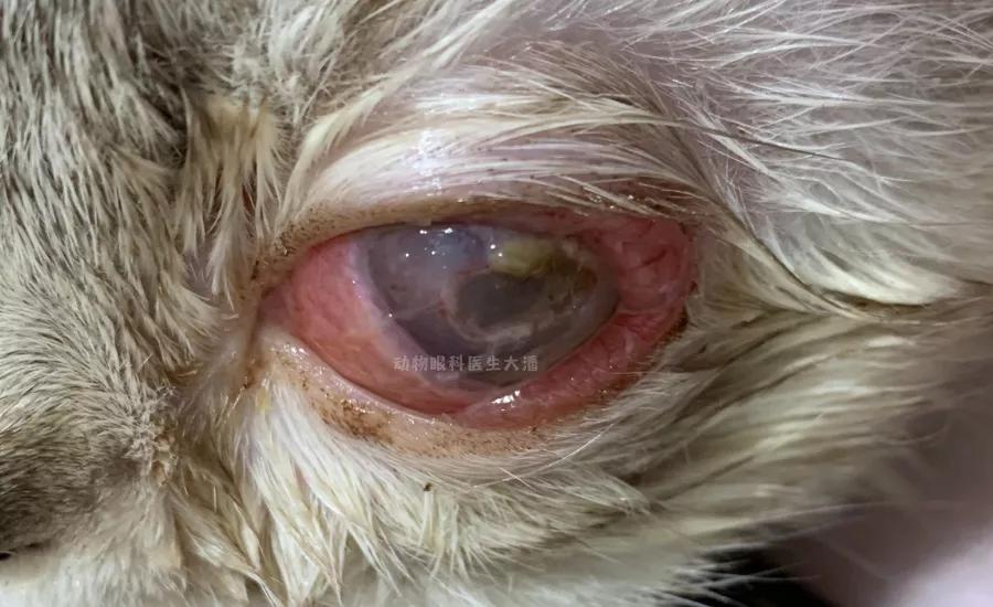 猫眼睛化脓红肿用什么眼药水,猫眼睛睁不开流眼泪还红肿