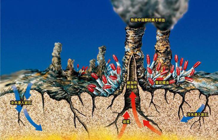 海底400度火山口的虾上岸,生活在海底温度最高的虾