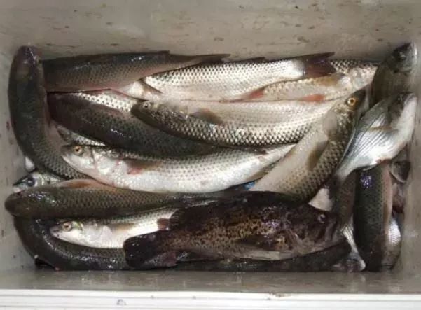 海肠海虹,海虹鲍鱼和海肠