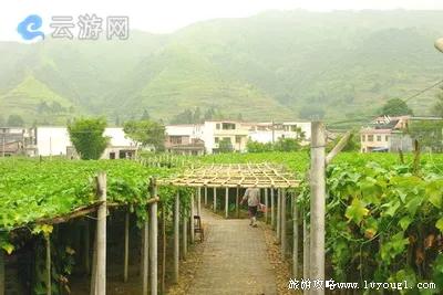 蔬菜佛手瓜种植方法和时间,纯天然无公害的佛手瓜