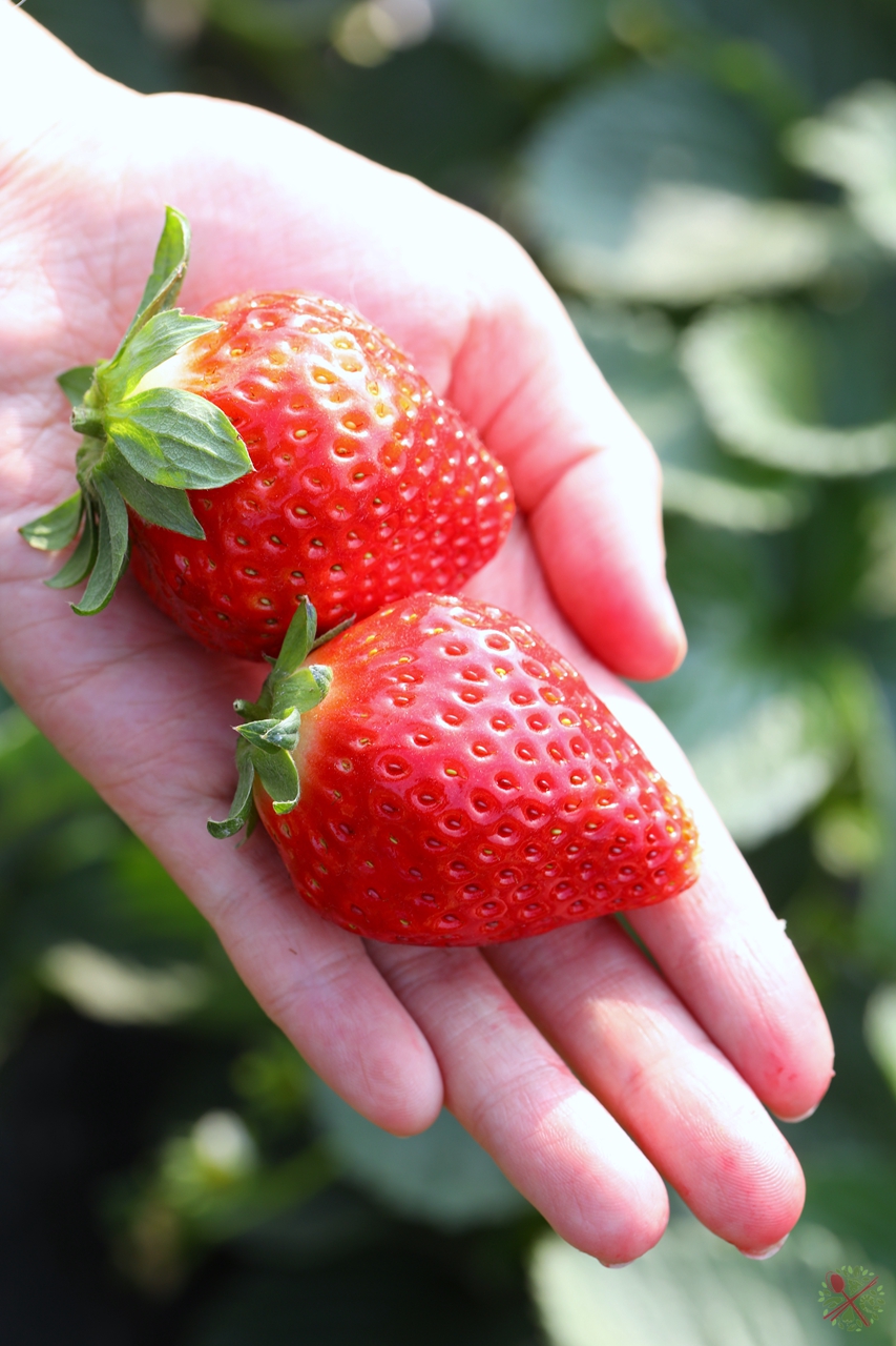 广东人过年必吃的青菜,广东人年夜饭必有的一道菜