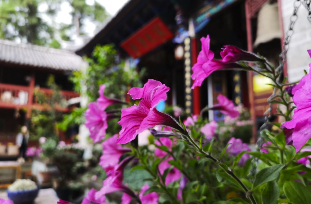 5月去了让人心安的大理,5月底的大理景色怎么样