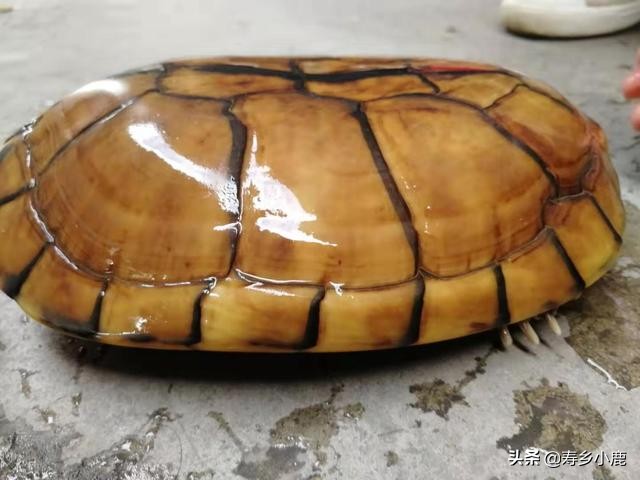 石金钱龟在水生蛋怎么处理,石金钱龟壳怎么处理