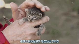 大家都在争抢猫爪杯？吸猫的最高境界，带着摄影机“猫步走天下”