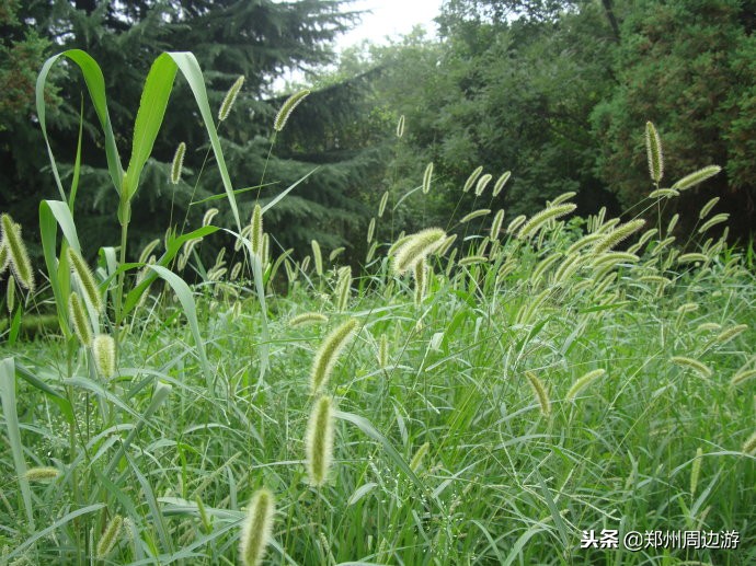 瞻仰杜甫故里感悟,拜谒杜甫