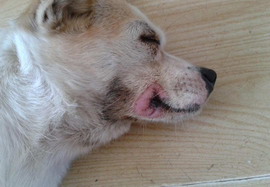 收养流浪狗第十七天,流浪狗被收养原来得了重病