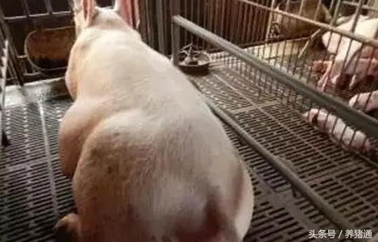 猪场的母猪子宫内膜炎原来可以这样轻松治