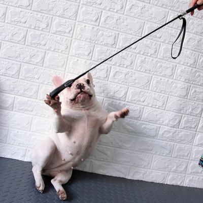 小孩遇到恶犬怎么办,遇到恶狗小孩怎么反击