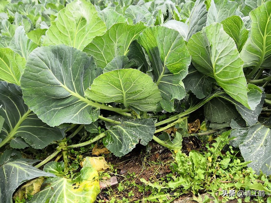 蜗牛吃菜用什么药消灭它,蔬菜上蜗牛用什么药才能杀灭