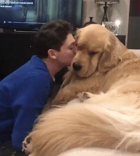 大金毛不听话怎样训练,大金毛根本不听话怎么办