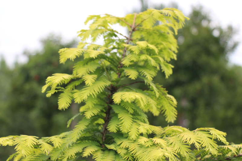 金叶水杉和水杉哪个好养活,金叶水杉新栽落叶后还发新芽吗