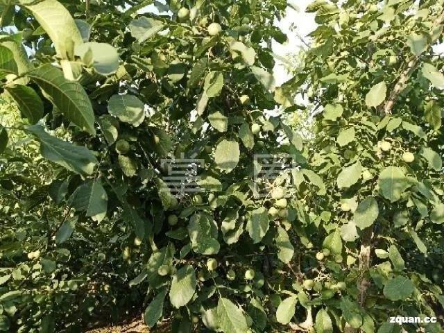 NO.976：阿克苏求职招聘、出租转让、二手信息…大全