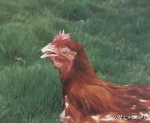 鸡伸颈张嘴呼噜咳嗽如何治，教你一招，让鸡群轻松呼吸