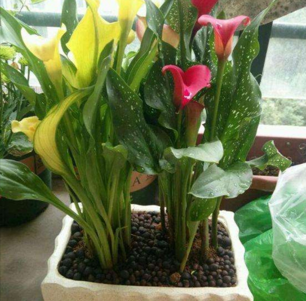 马蹄莲开完花以后该如何做,马蹄莲的养护要点和方法是什么