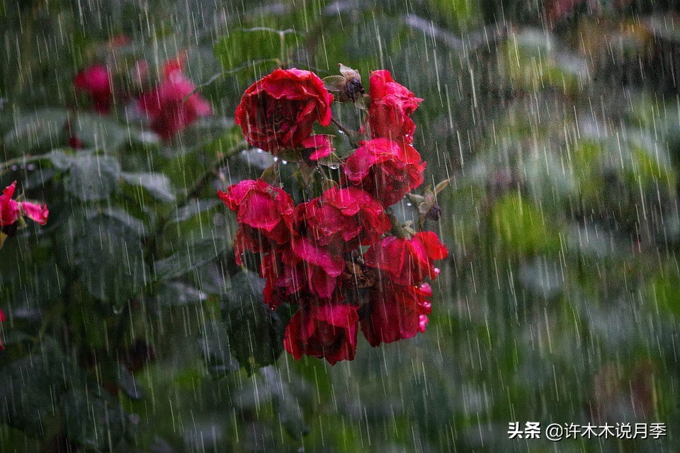 种了月季遇到下雨会不会淹死,月季被尿浇死怎么补救