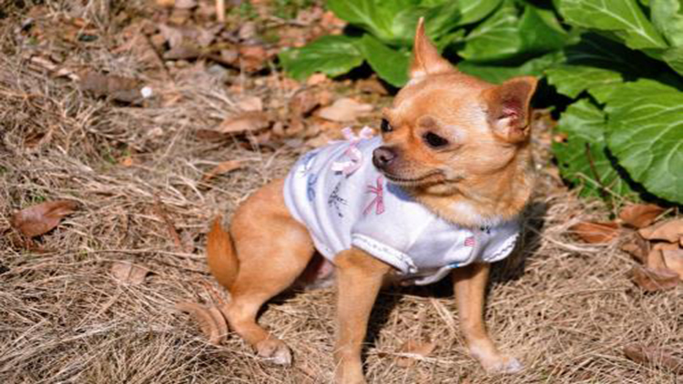 吉娃娃天生的技能,吉娃娃遛娃神器