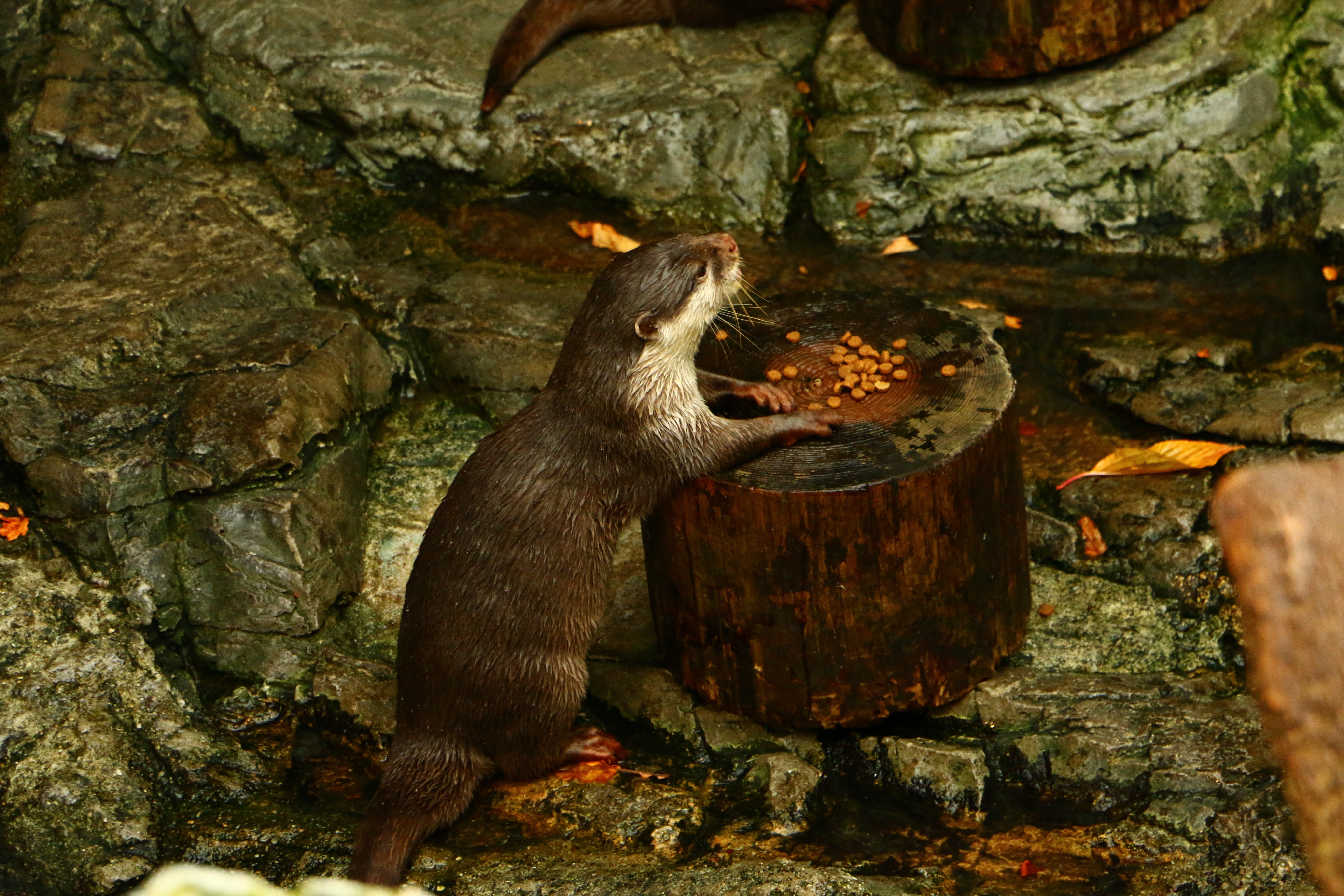 日本奈良自由行详细攻略,日本大阪京都自由行路线