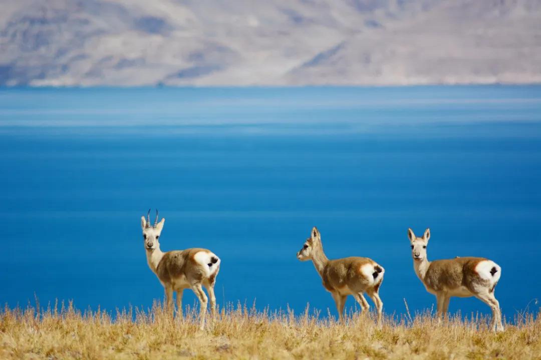 60岁前必去的中国各省区最美天堂,全国各省最美天堂你都去对了吗