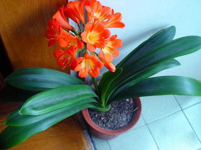 盆栽土结块的解决方法,土壤结块如何治理