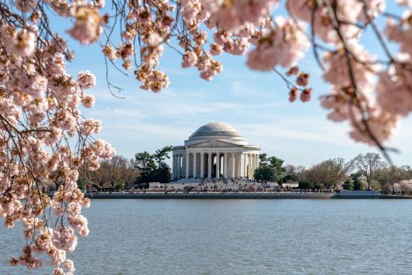 日本樱花又叫什么花,日本盛开樱花
