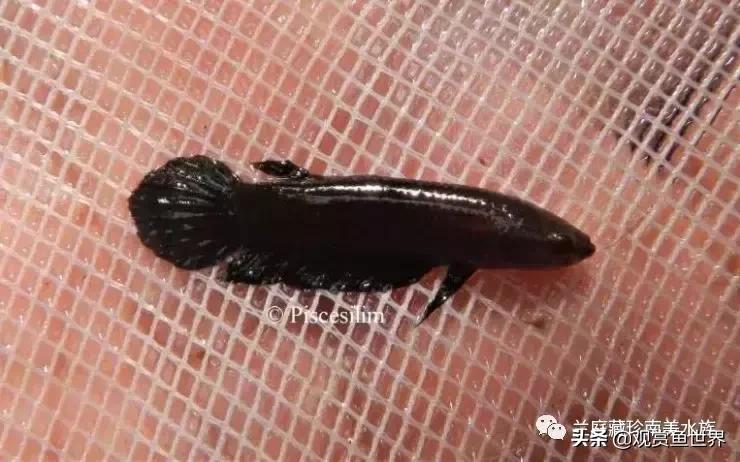 寻找黑暗世界的女神──帕斯风斗鱼