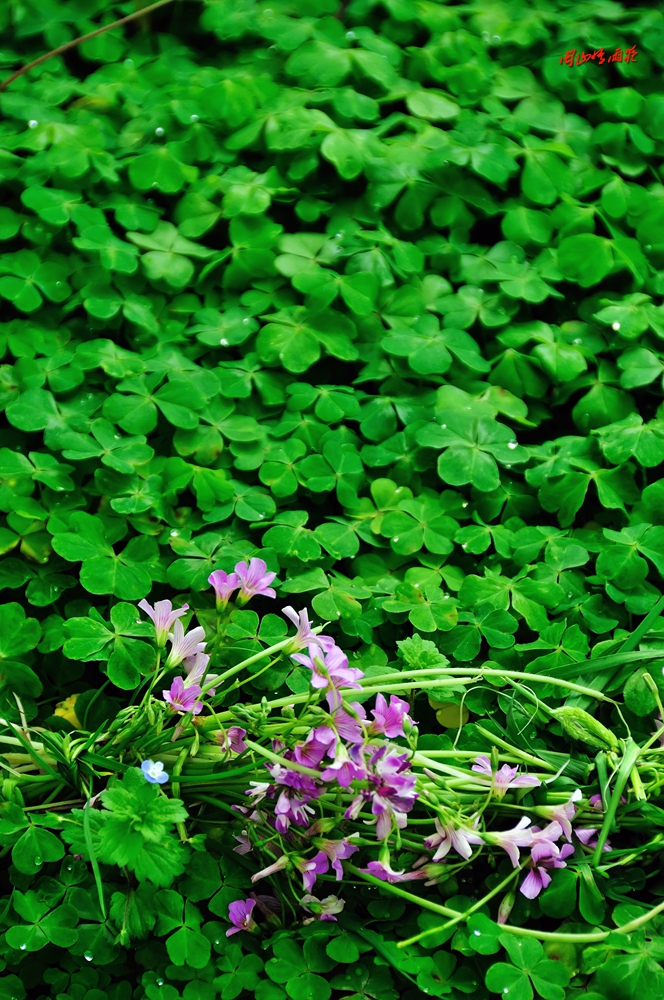 一春芳意，三月如风，日长风静，花影闲相照。