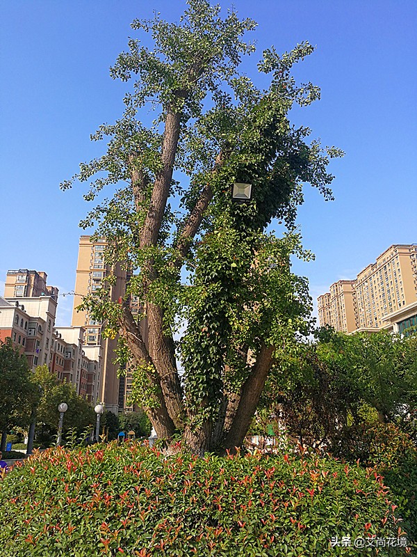 直径40cm的银杏长多少年,直径100cm以上的银杏树价位