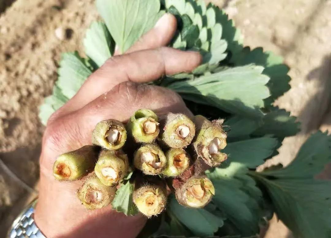 草莓根枯病防治口诀,草莓青枯病和枯萎病的防治
