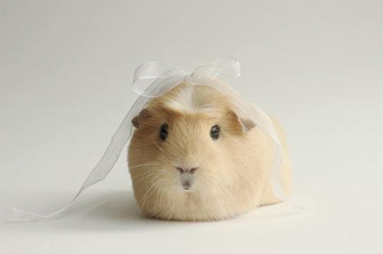 短逆毛荷兰猪可以养到几岁,养荷兰猪需要准备什么东西