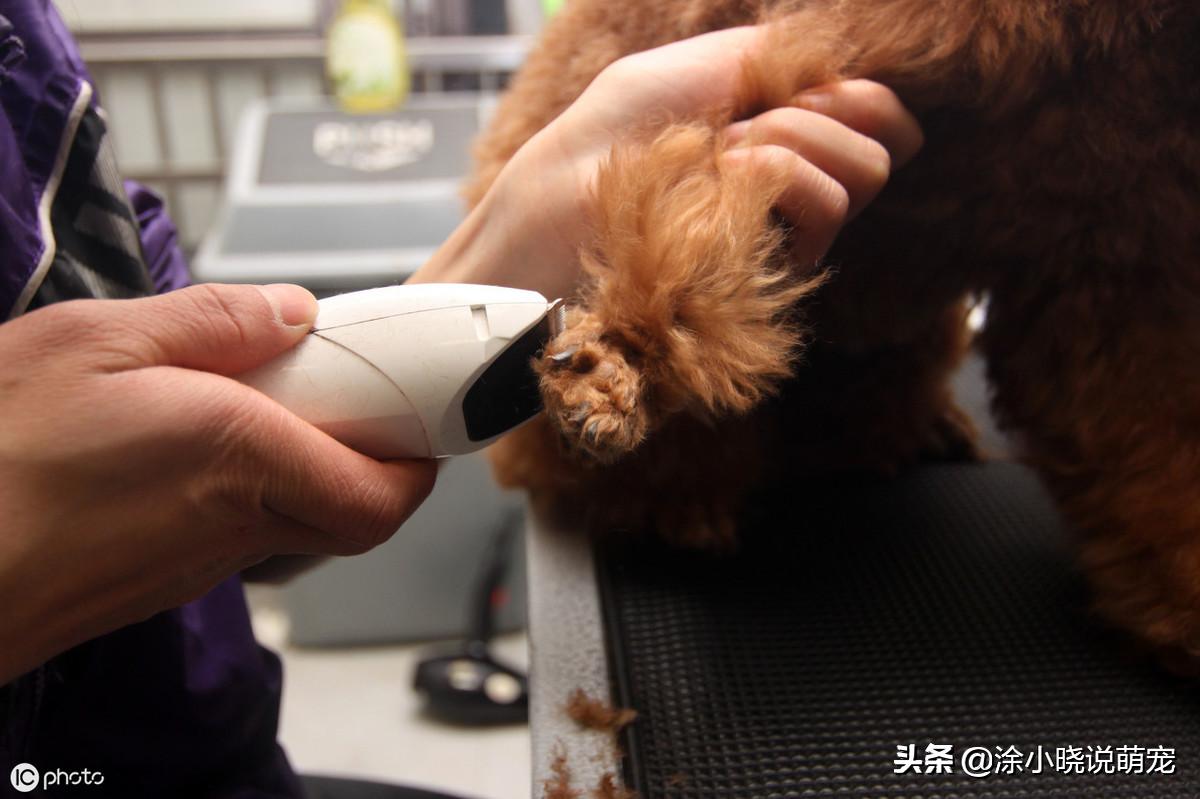 狗狗老是舔脚并且红肿了怎么回事,狗狗老舔爪子发红是趾间炎