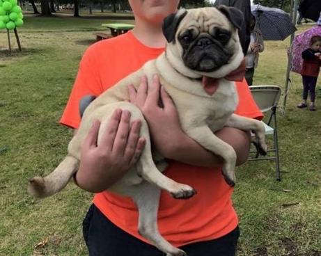 养什么狗好大型犬不咬人,家养宠物狗小型犬不咬人