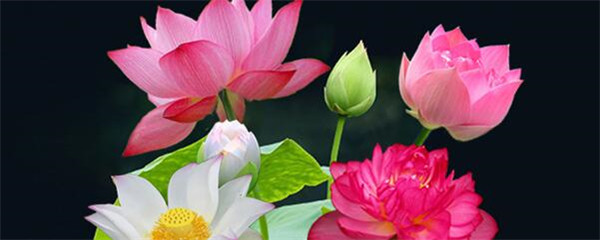 睡莲怎么种才能养得活,睡莲水养种植方法全过程