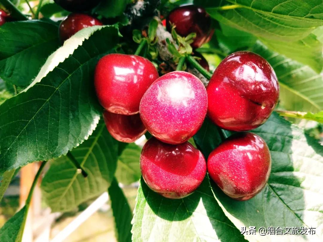 2022福山樱桃节是几月几日,富民樱桃采摘最佳时间