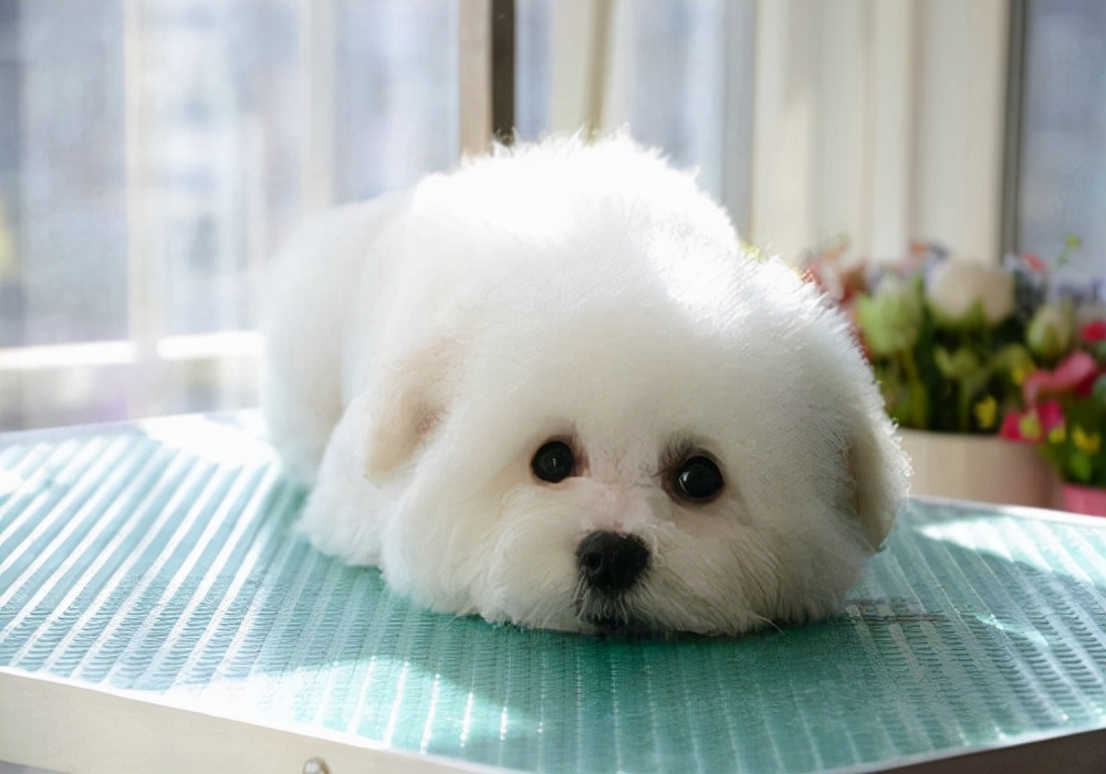 狗狗耳螨反反复复应该怎么办,狗狗得了耳螨这几步教你赶走它