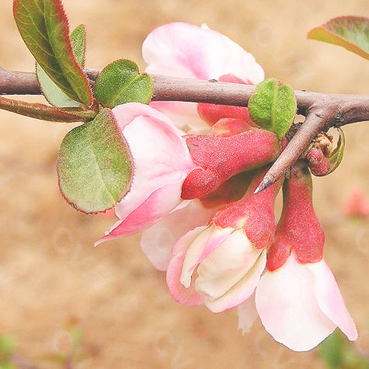 桃花杏花梨花海棠,桃花海棠梨花樱花的区别