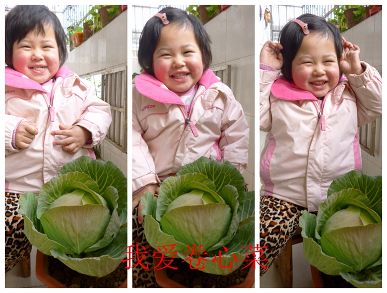 甘蓝蔬菜档案介绍,十种蔬菜卷心菜