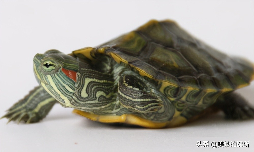 我国现有野生巴西龟,今年的巴西龟有多少只