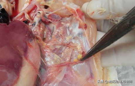 蛋鸡气囊炎症状和治疗方案,鸭气囊炎的症状与治疗