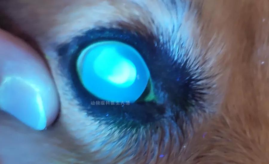 犬角膜破损、眼睛破损的治疗